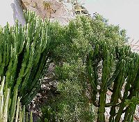 Euphorbia tirucalli1 ies.jpg