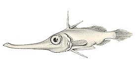 Halimochirugus centriscoides