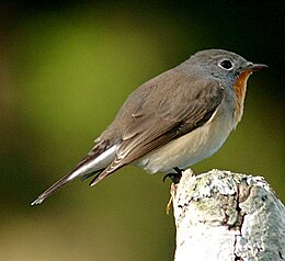 Ficedula parva albicilla