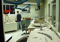 McDonald's Fossil Prep Lab