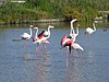 Flamingos uun't Rhonedelta (Camargue)