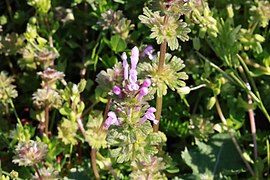 Henbit deadnettle