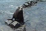 Miniatura per Lleó marí de les Galápagos