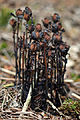 Monotropa uniflora, tamnije varijanta boje biljke