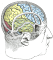 Drawing to illustrate the relations of the brain to the skull. Central sulcus separates the فص جداري (yellow) and the frontal lobe (blue).