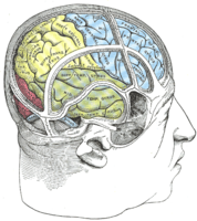 脳と頭蓋骨の関係を示した図。一番右上に上前頭回が描かれている（SUPR FRONTAL GYRUS の文字）
