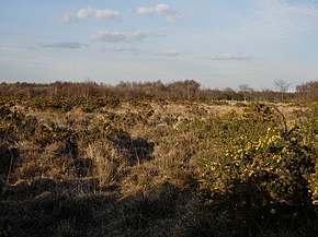 Hamble Common - geograph.org.uk - 150636.jpg