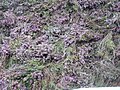 Heather thatching on Leanach Cottage, Culloden