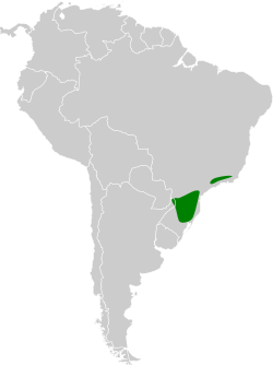 Distribución geográfica del titirijí pechipardo.