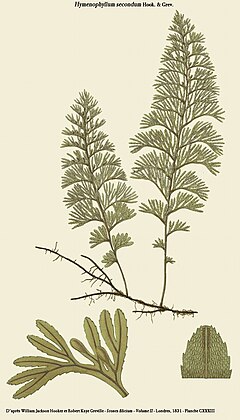 Description de l'image Hymenophyllum secundum.jpg.