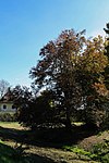 Rotbuche (Fagus sylvatica)