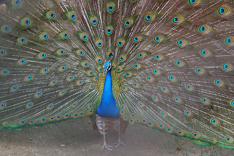 800px-Indian_Peafowl_%28Pavo_cristatus%29_W_IMG_8551.jpg