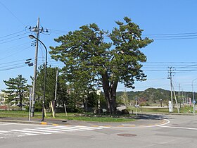 鍛冶屋の一本松