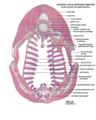 Sezione microscopica del faringe di una larva di una specie di lampreda