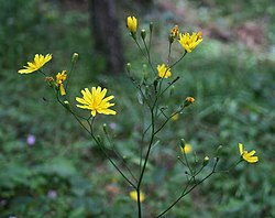 Parastā salātene (Lapsana communis)