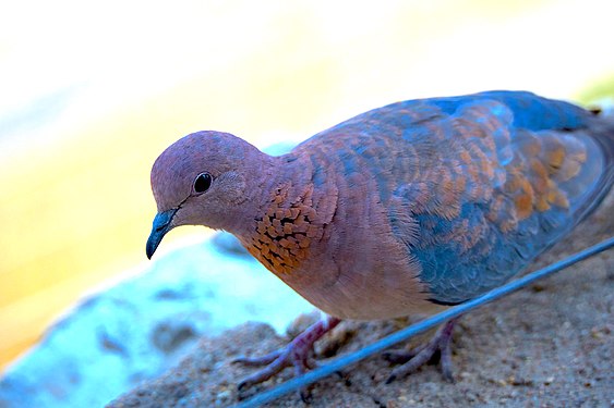 Laughing dove (spilopelia senegalensis) at Okaukuejo waterhole in Etosha National Park Namibia