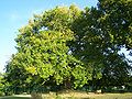 L'albero di Diane