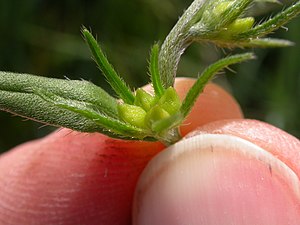 Omogen frukt med de fyra delfrukterna