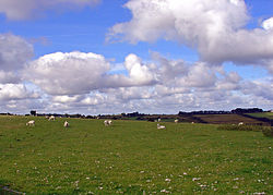 Sheep field at Gelligenlas, Llanarth