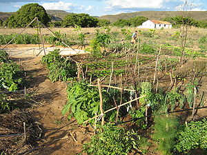 Mandala irrigation
