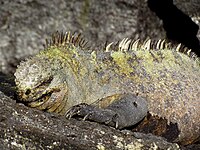 Marine Iguana (A. c. cristatis), male, Fernandina Island.jpg