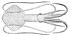 Mastigoteuthis agassizii1.jpg