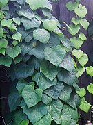 Menispermum dauricum leaves