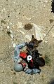 Image:Military dog being hoisted by a helicopter in Afghanistan.jpg