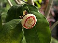 ナポレオンノキ（Napoleonaea imperialis）