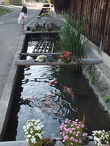 鯉の泳ぐ門前の用水路。