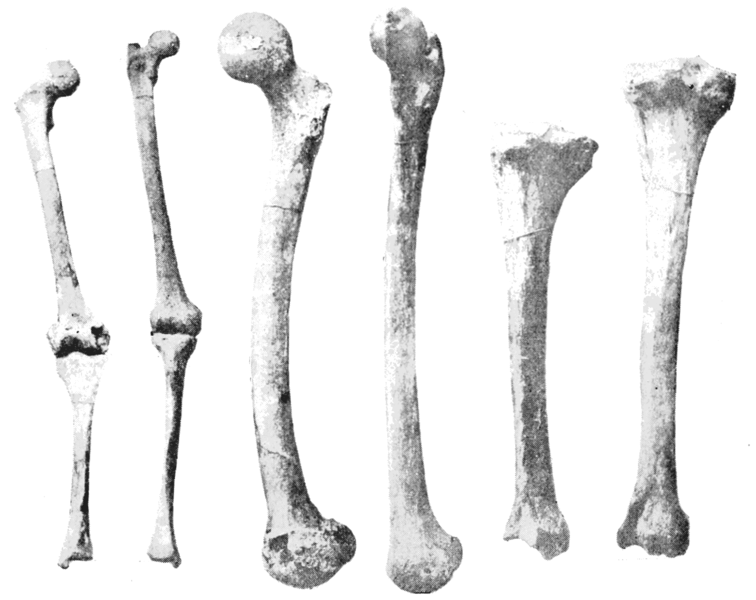 File:PSM V44 D639 Showing leg bones.png