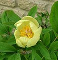 Paeonia mlokosewitschii in my garden