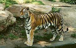 เสือโคร่งไซบีเรีย (Panthera tigris altaica) สัตว์จำพวกเสือที่มีขนาดใหญ่ที่สุดในโลก