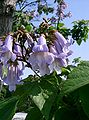 Császárfa (Paulownia tomentosa)