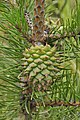 Ungeöffneter Zapfen von Pinus pungens mit deutlich bewehrten Umbos