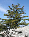 Pinus pungens in North Carolina