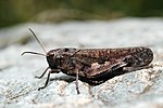 Psophus stridulus – Männchen