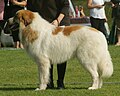 Великий піренейський гірський собака. Біле забарвлення, з плямами коричневого кольору