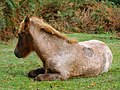 New Forest strawberry roan foal