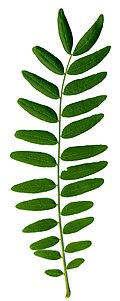 Robinia pseudacacia leaf