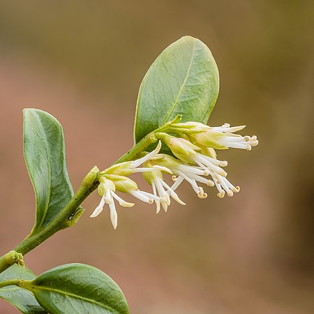 圖為羽脈野扇花（Sarcococca hookeriana）帶香氣的淡色小白花，由44幅相片疊焦而成。