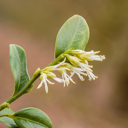 Sarcococca hookeriana в цвету