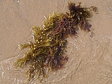 Sargassum muticum stranded.jpg