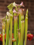 Miniatura para Sarracenia leucophylla