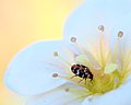 Rušník krtičníkový (Anthrenus scrophulariae) na květu lomikamene trsnatého