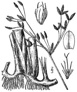 Schoenoplectus acutus var. occidentalis