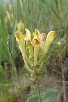 Scutellaria orientalis kz08.jpg