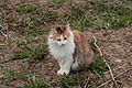 Black tortoiseshell and white (clouded tiger)