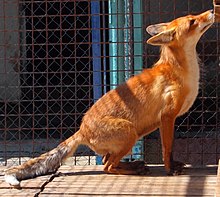 Red fox Simferopol zoo - fox.jpg