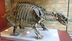 Скелет, Музей естественной истории, Лондон - DSCF0385.JPG